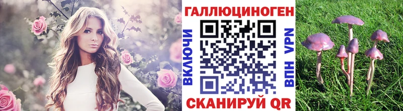 где купить наркотик Петропавловск-Камчатский Галлюциногенные грибы Psilocybe